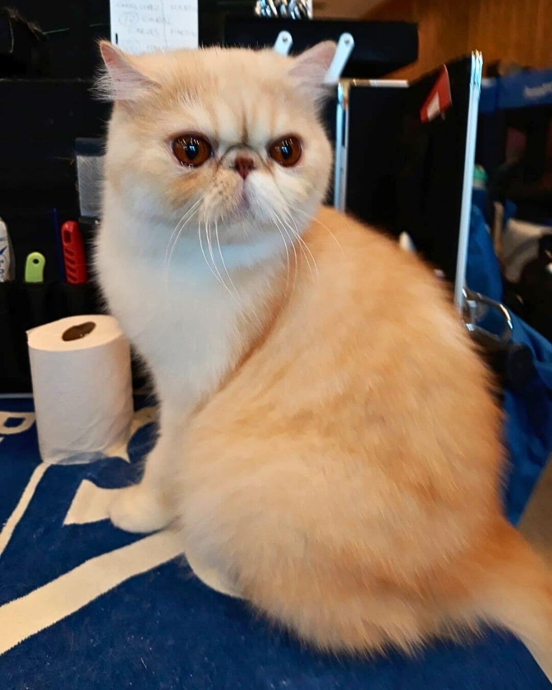 gato gatil difurini gatil gato persa filhote gato persa cat gato persa exótico gatil criação filhote de gato cat kitten kitty criação criador cbg