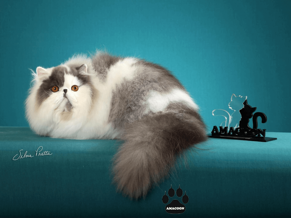 gato gatil difurini gatil gato persa filhote gato persa cat gato persa exótico gatil criação filhote de gato cat kitten kitty criação criador cbg