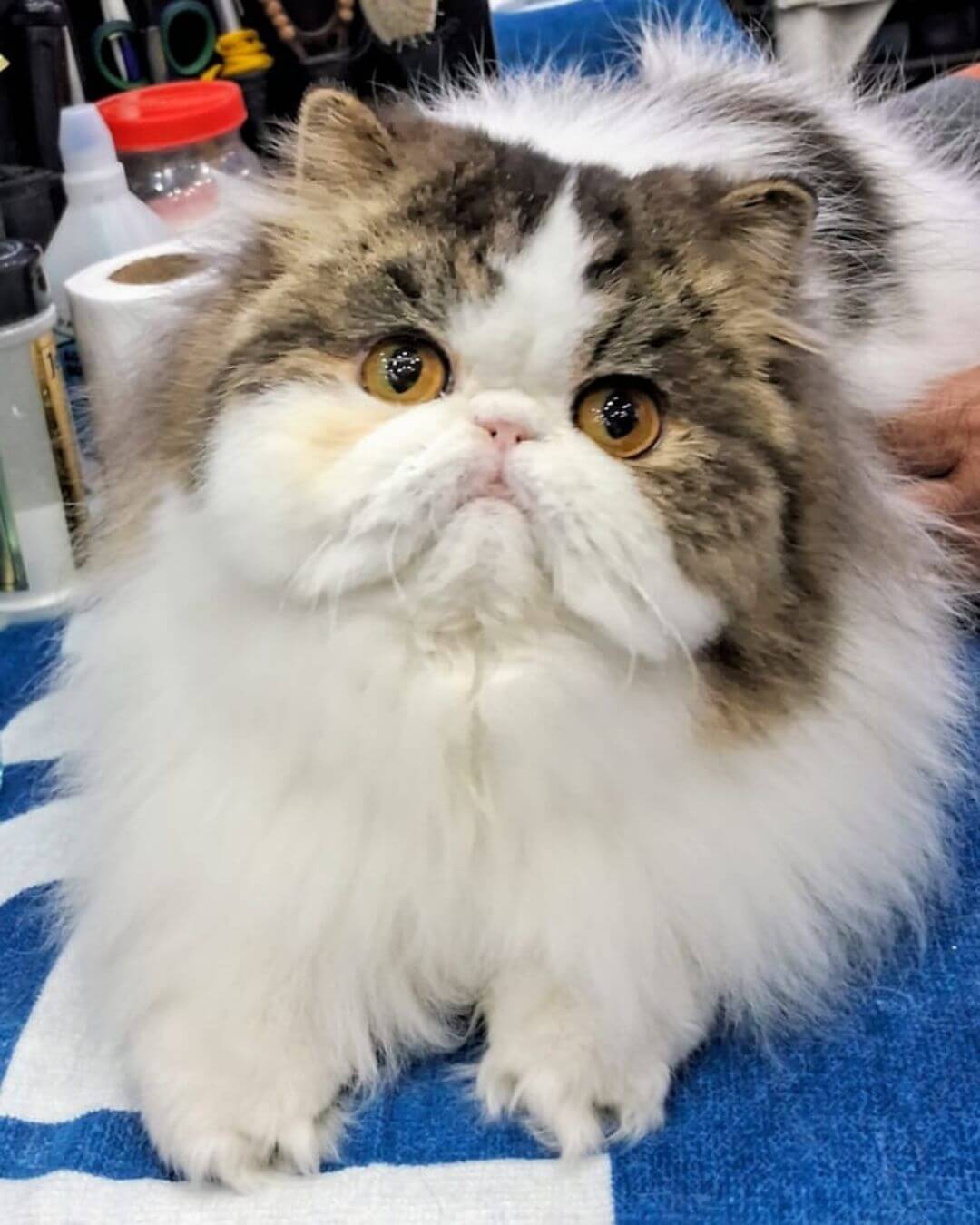 gato gatil difurini gatil gato persa filhote gato persa cat gato persa exótico gatil criação filhote de gato cat kitten kitty criação criador cbg