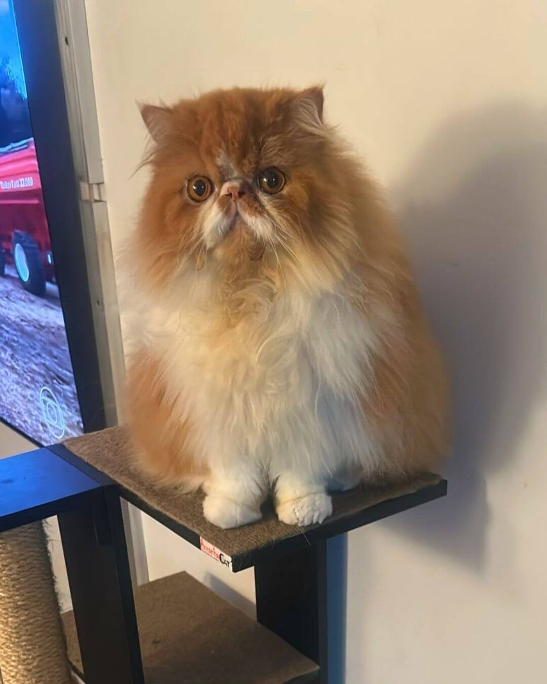 gato gatil difurini gatil gato persa filhote gato persa cat gato persa exótico gatil criação filhote de gato cat kitten kitty criação criador cbg