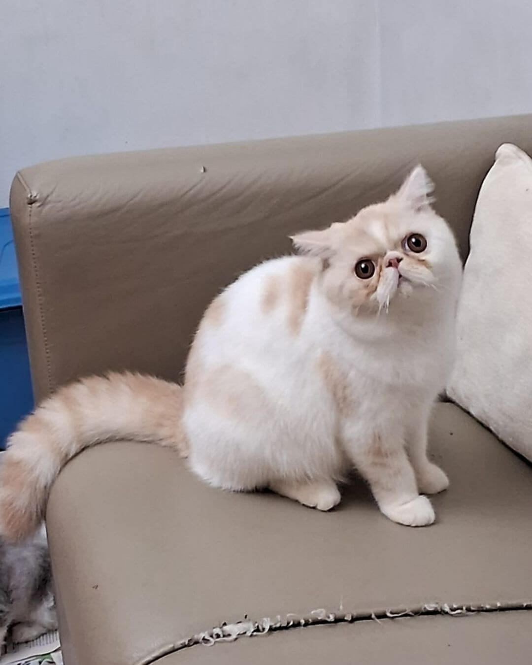 gato gatil difurini gatil gato persa filhote gato persa cat gato persa exótico gatil criação filhote de gato cat kitten kitty criação criador cbg