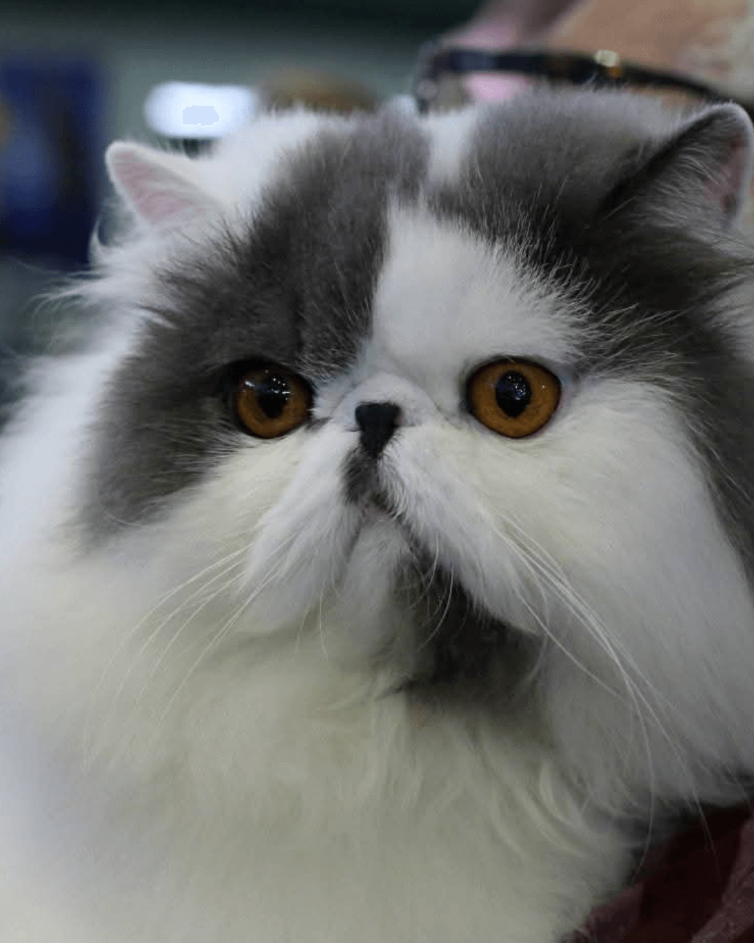 gato gatil difurini gatil gato persa filhote gato persa cat gato persa exótico gatil criação filhote de gato cat kitten kitty criação criador cbg