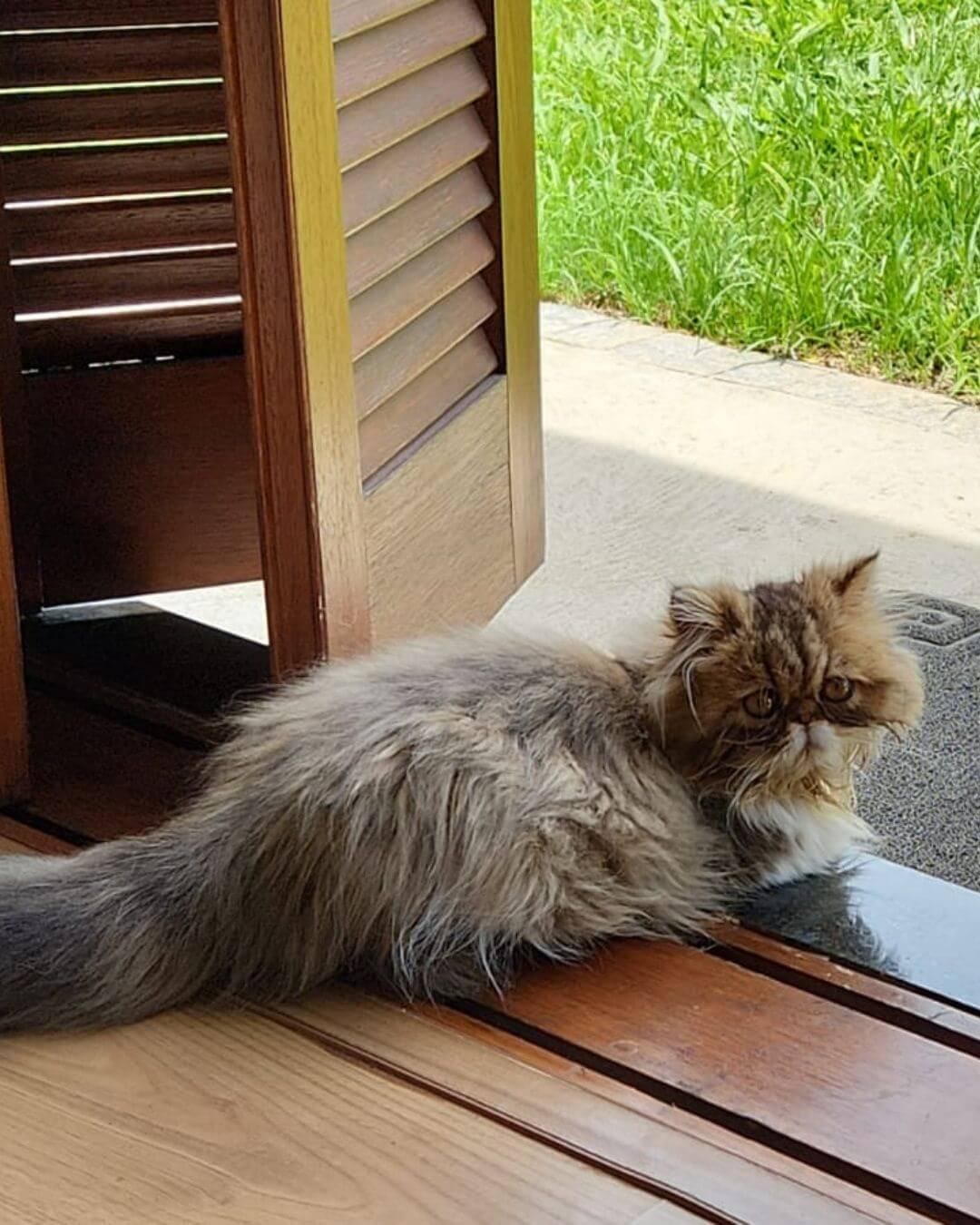 gato gatil difurini gatil gato persa filhote gato persa cat gato persa exótico gatil criação filhote de gato cat kitten kitty criação criador cbg