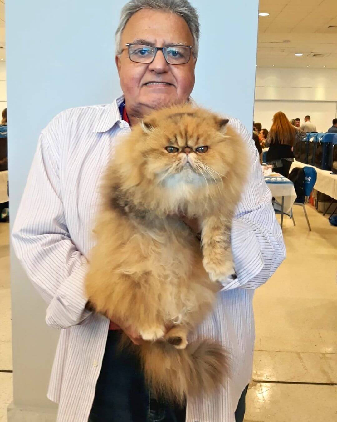 gato gatil difurini gatil gato persa filhote gato persa cat gato persa exótico gatil criação filhote de gato cat kitten kitty criação criador cbg