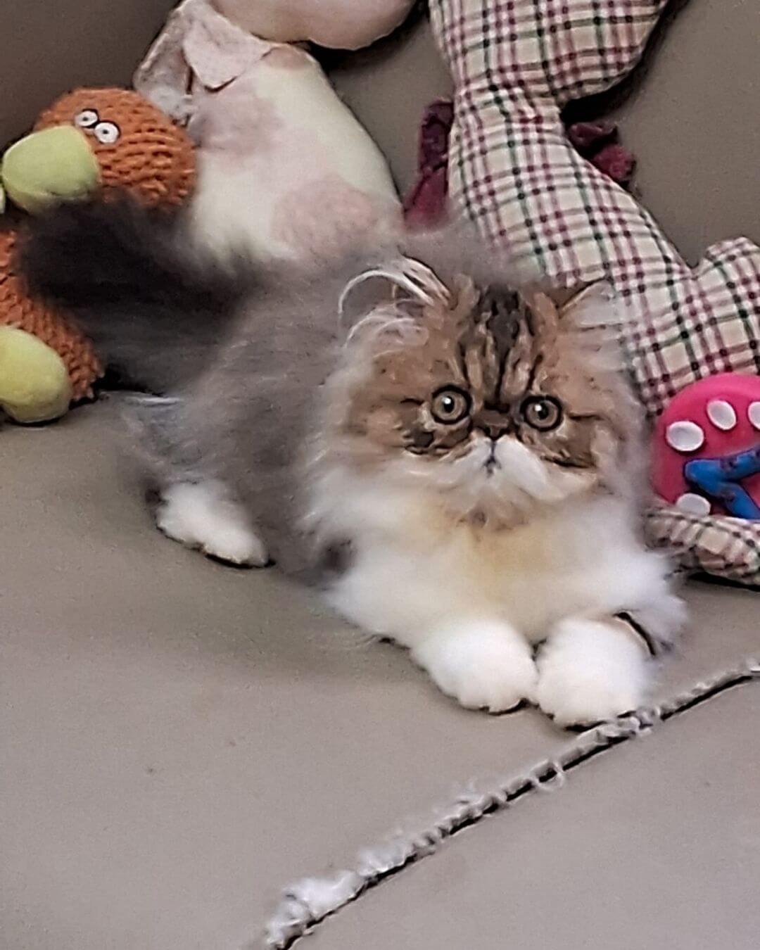 gato gatil difurini gatil gato persa filhote gato persa cat gato persa exótico gatil criação filhote de gato cat kitten kitty criação criador cbg