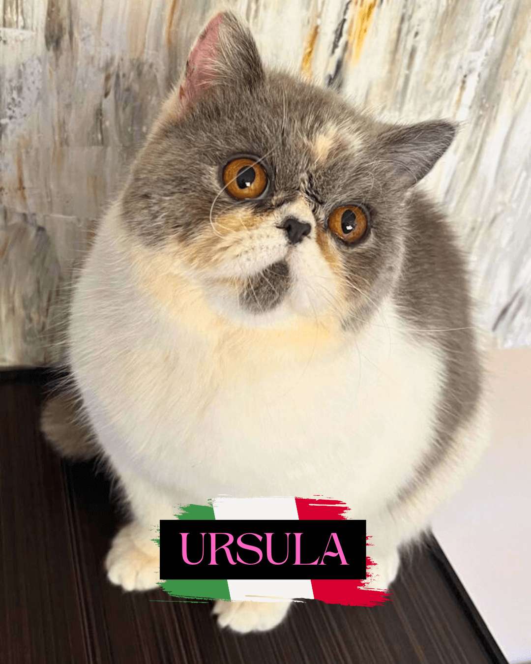 gato gatil difurini gatil gato persa filhote gato persa cat gato persa exótico gatil criação filhote de gato cat kitten kitty criação criador cbg