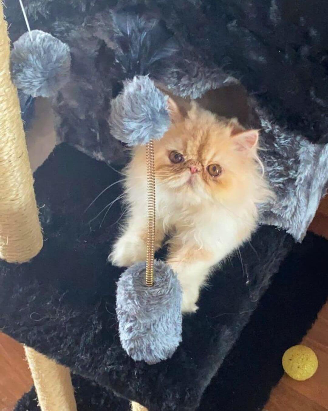 gato gatil difurini gatil gato persa filhote gato persa cat gato persa exótico gatil criação filhote de gato cat kitten kitty criação criador cbg
