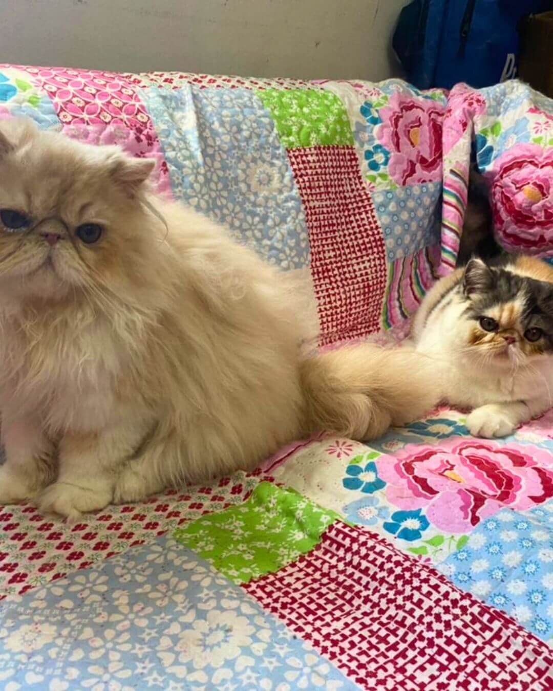 gato gatil difurini gatil gato persa filhote gato persa cat gato persa exótico gatil criação filhote de gato cat kitten kitty criação criador cbg