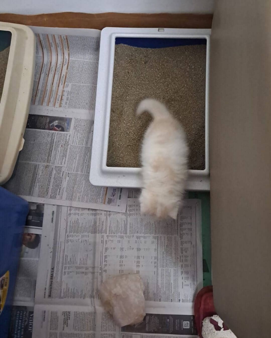 gato gatil difurini gatil gato persa filhote gato persa cat gato persa exótico gatil criação filhote de gato cat kitten kitty criação criador cbg