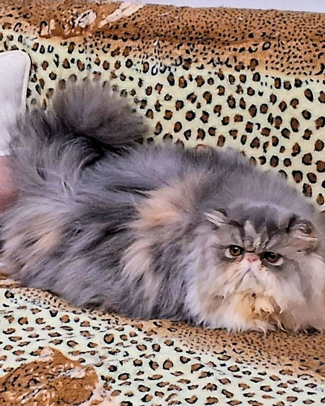 gato gatil difurini gatil gato persa filhote gato persa cat gato persa exótico gatil criação filhote de gato cat kitten kitty criação criador cbg