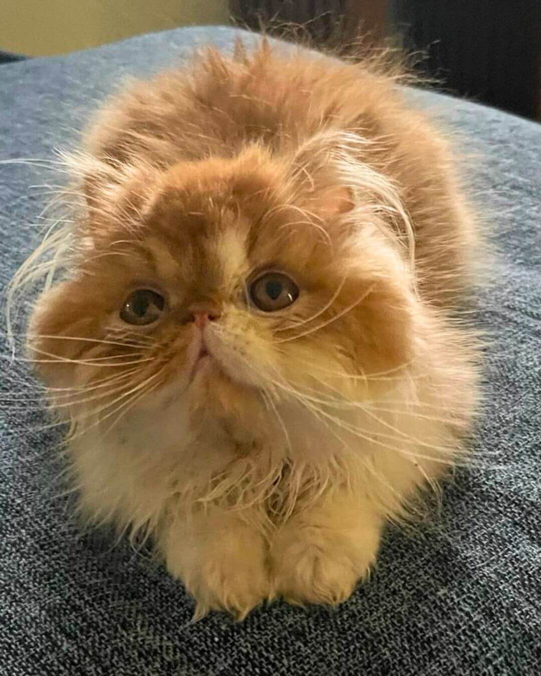 gato gatil difurini gatil gato persa filhote gato persa cat gato persa exótico gatil criação filhote de gato cat kitten kitty criação criador cbg