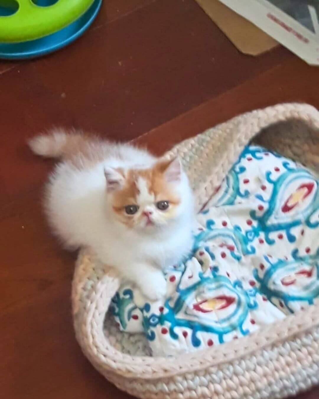 gato gatil difurini gatil gato persa filhote gato persa cat gato persa exótico gatil criação filhote de gato cat kitten kitty criação criador cbg