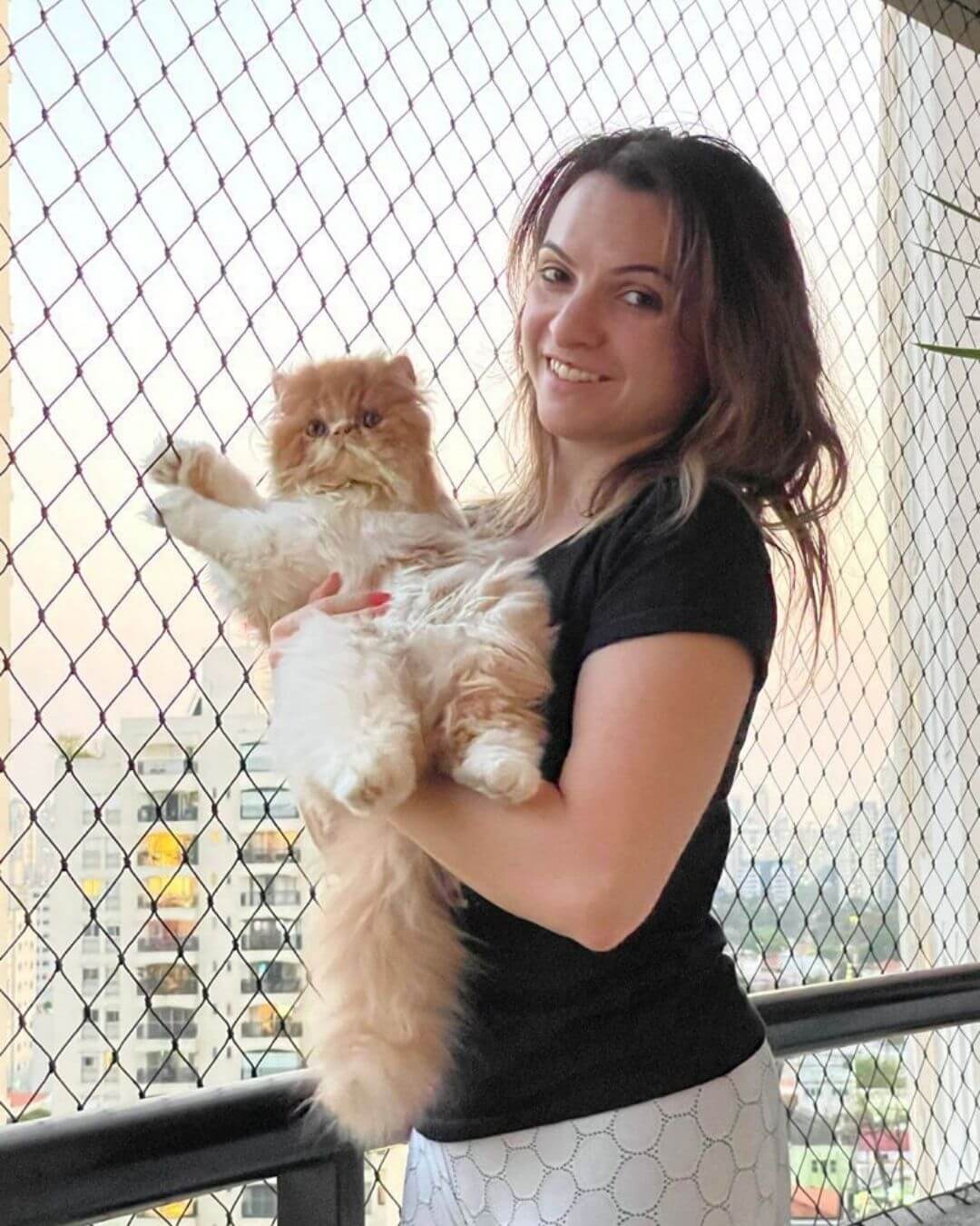 gato gatil difurini gatil gato persa filhote gato persa cat gato persa exótico gatil criação filhote de gato cat kitten kitty criação criador cbg