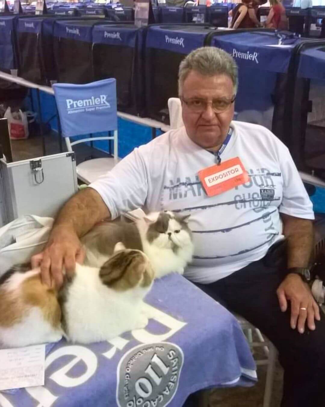 gato gatil difurini gatil gato persa filhote gato persa cat gato persa exótico gatil criação filhote de gato cat kitten kitty criação criador cbg