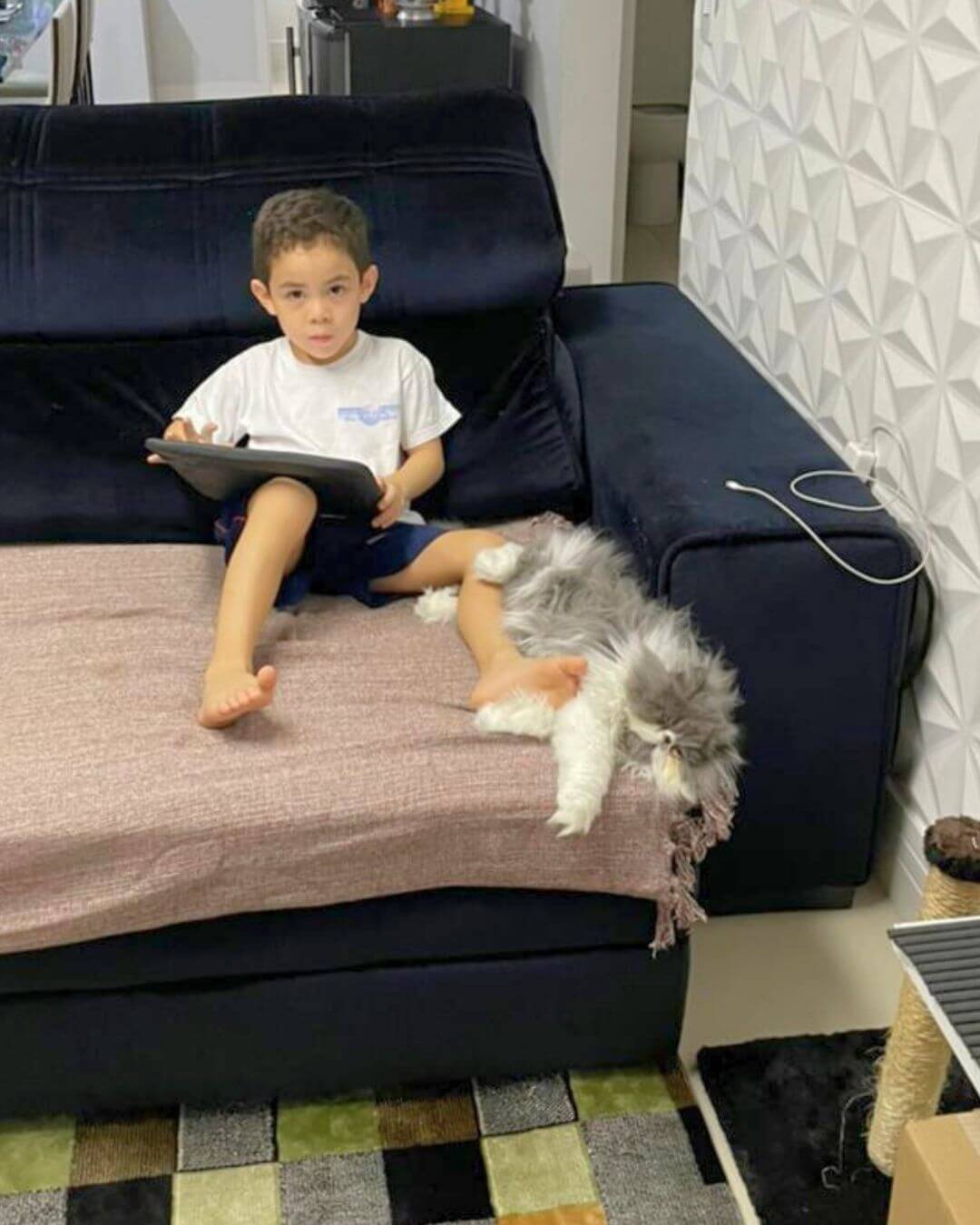 gato gatil difurini gatil gato persa filhote gato persa cat gato persa exótico gatil criação filhote de gato cat kitten kitty criação criador cbg