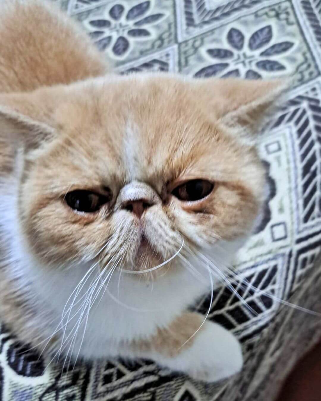 gato gatil difurini gatil gato persa filhote gato persa cat gato persa exótico gatil criação filhote de gato cat kitten kitty criação criador cbg