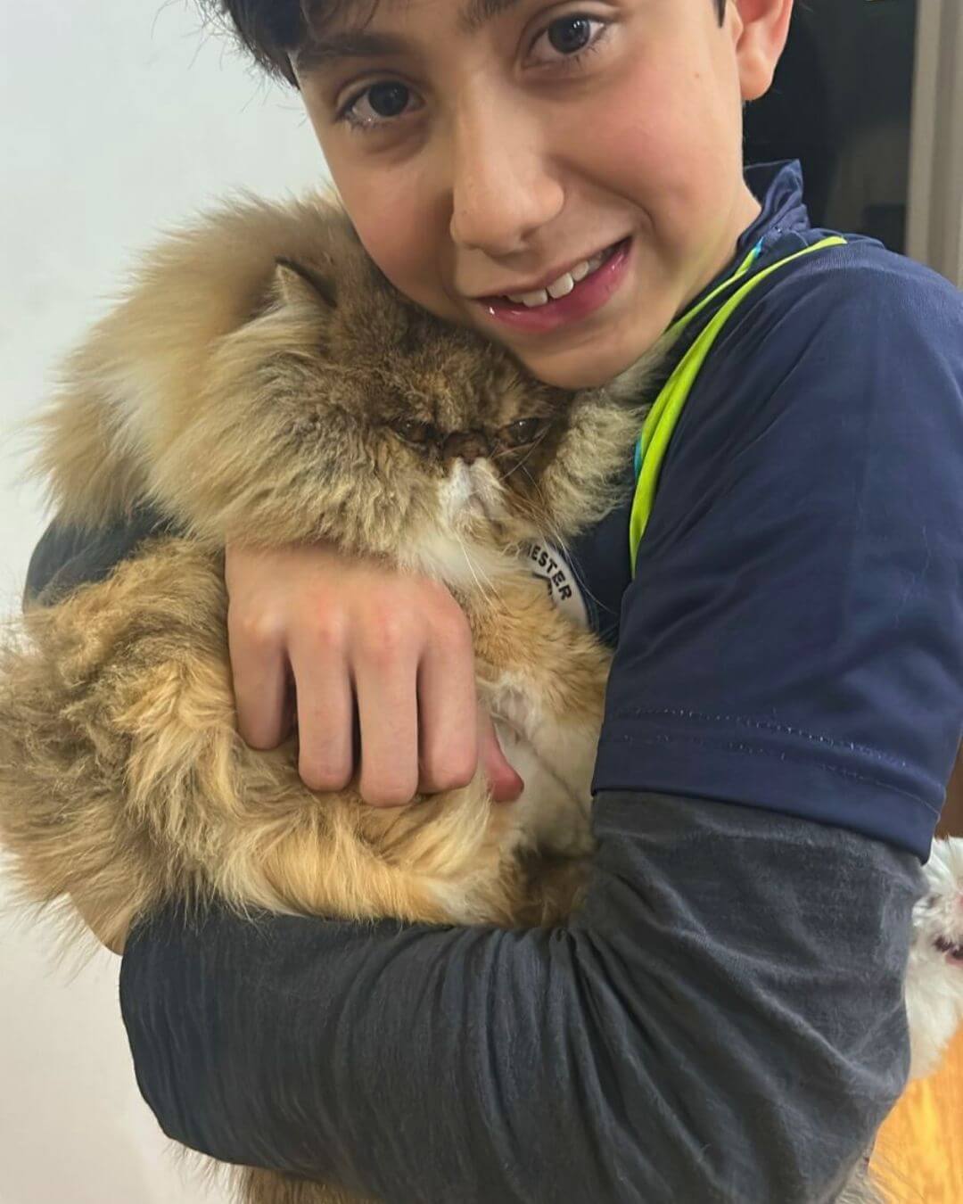 gato gatil difurini gatil gato persa filhote gato persa cat gato persa exótico gatil criação filhote de gato cat kitten kitty criação criador cbg