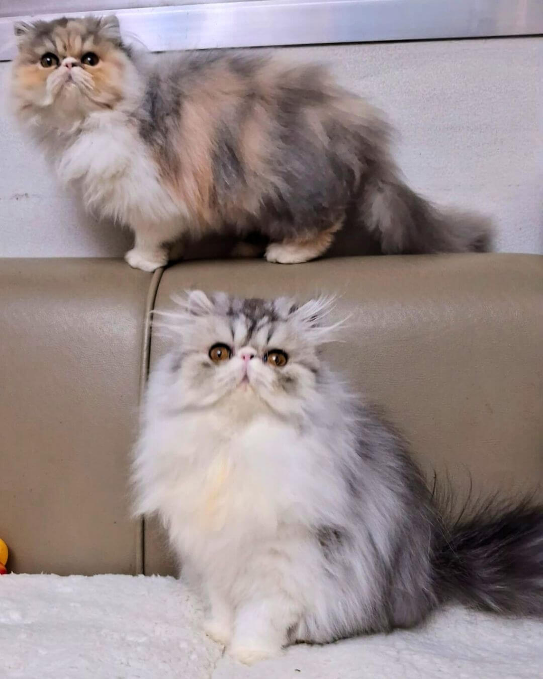 gato gatil difurini gatil gato persa filhote gato persa cat gato persa exótico gatil criação filhote de gato cat kitten kitty criação criador cbg