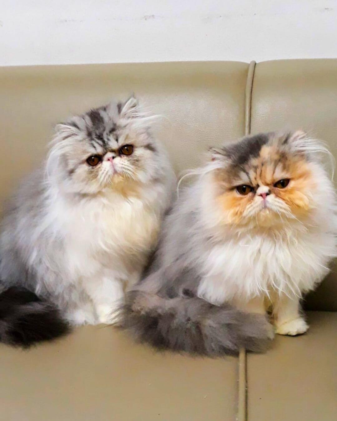 gato gatil difurini gatil gato persa filhote gato persa cat gato persa exótico gatil criação filhote de gato cat kitten kitty criação criador cbg