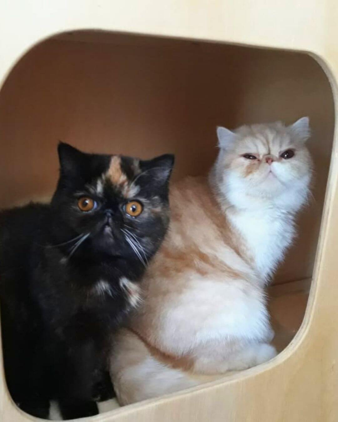 gato gatil difurini gatil gato persa filhote gato persa cat gato persa exótico gatil criação filhote de gato cat kitten kitty criação criador cbg