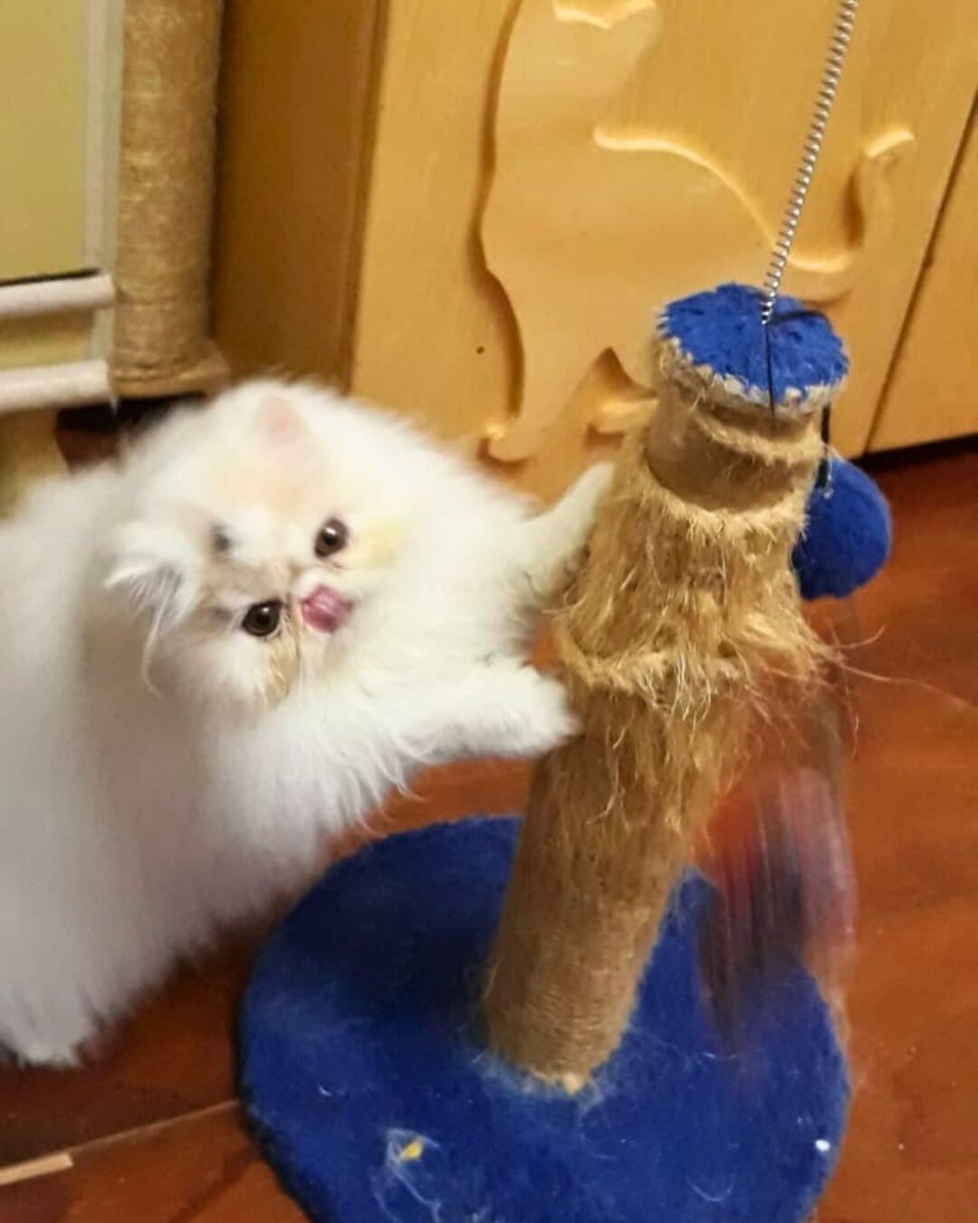 gato gatil difurini gatil gato persa filhote gato persa cat gato persa exótico gatil criação filhote de gato cat kitten kitty criação criador cbg