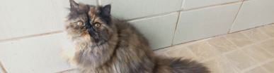 gato gatil difurini gatil gato persa filhote gato persa cat gato persa exótico gatil criação filhote de gato cat kitten kitty criação criador cbg