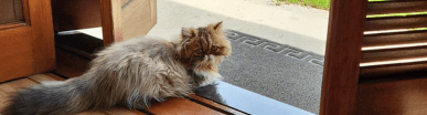 gato gatil difurini gatil gato persa filhote gato persa cat gato persa exótico gatil criação filhote de gato cat kitten kitty criação criador cbg