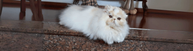 gato gatil difurini gatil gato persa filhote gato persa cat gato persa exótico gatil criação filhote de gato cat kitten kitty criação criador cbg