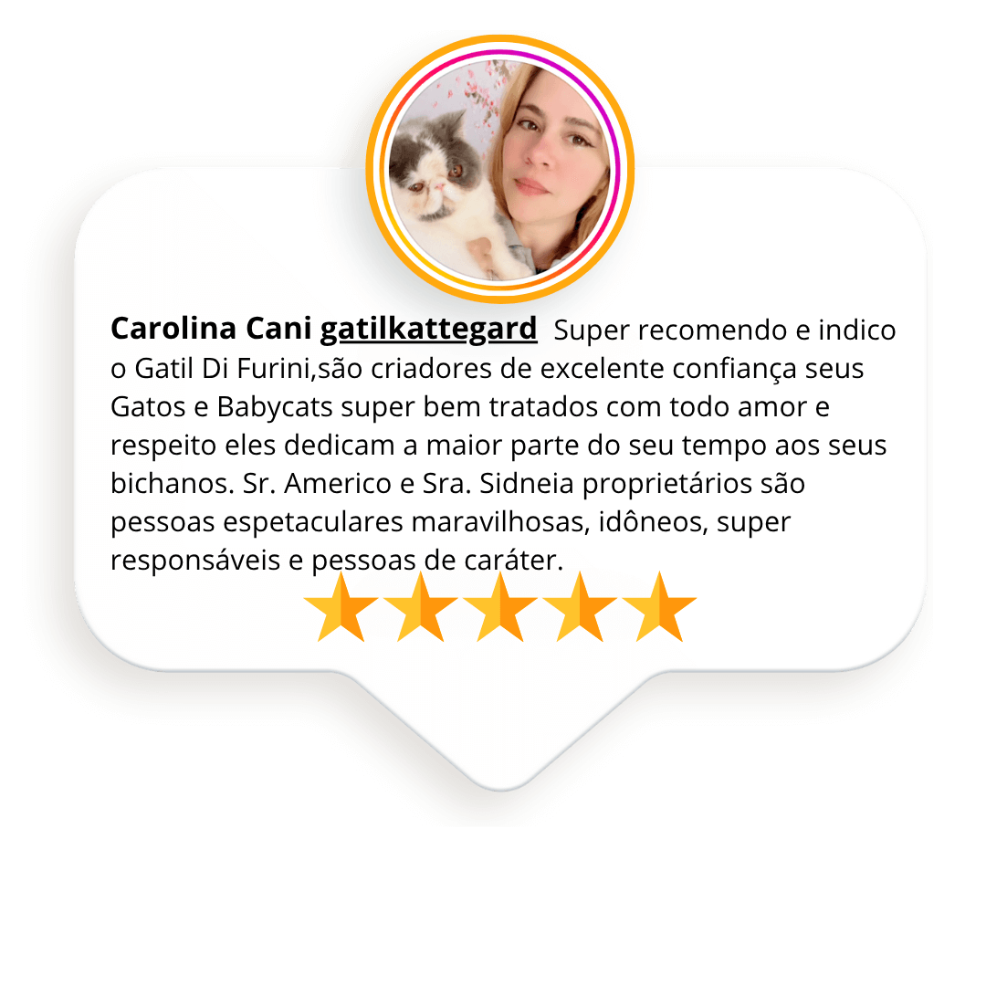 gato gatil difurini gatil gato persa filhote gato persa cat gato persa exótico gatil criação filhote de gato cat kitten kitty criação criador cbg